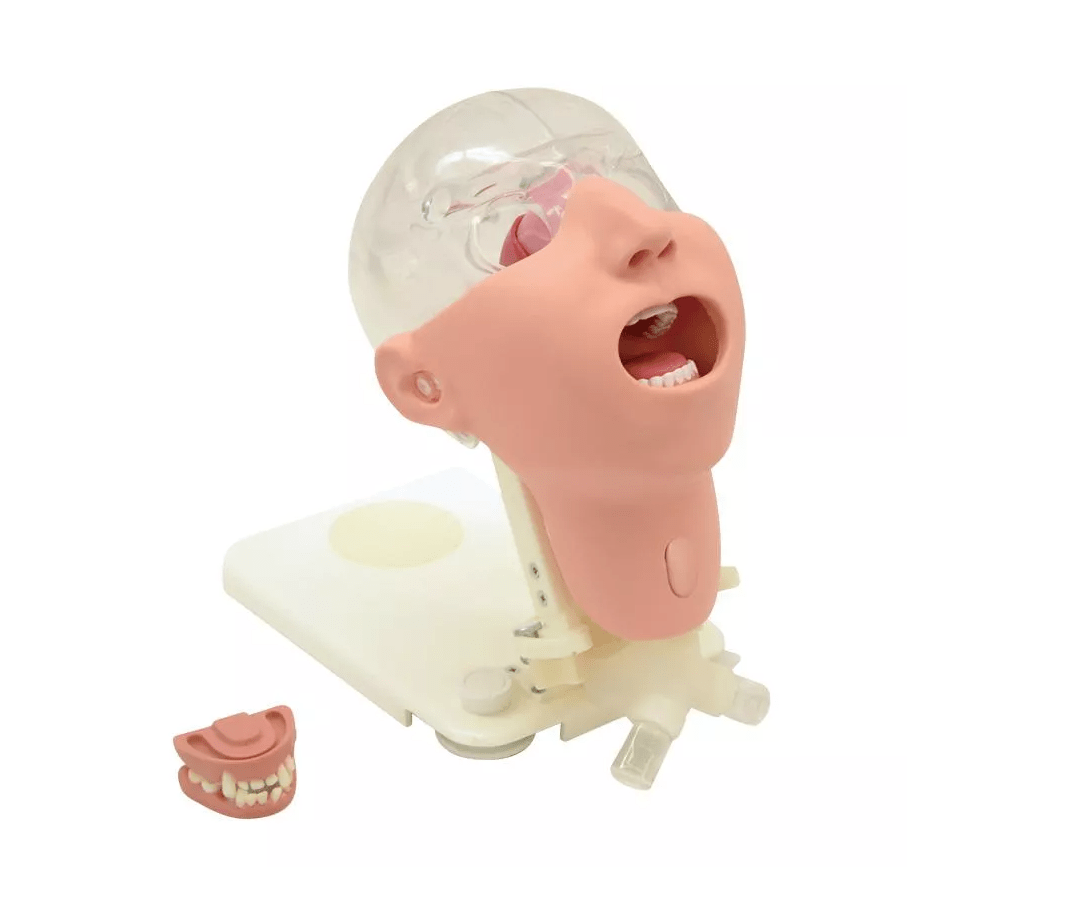 Professioneller Mundpflegesimulator - Erler - Zimmer